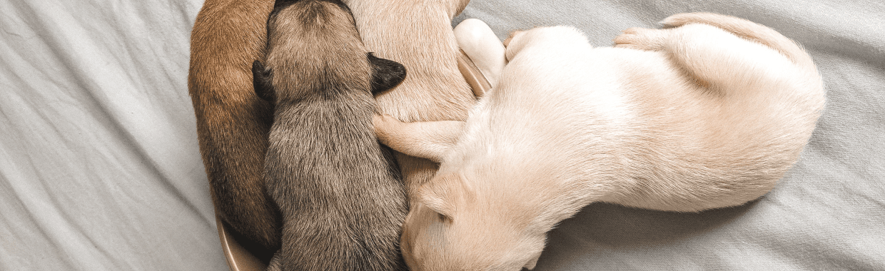 Our commitment to pets and pet parents
