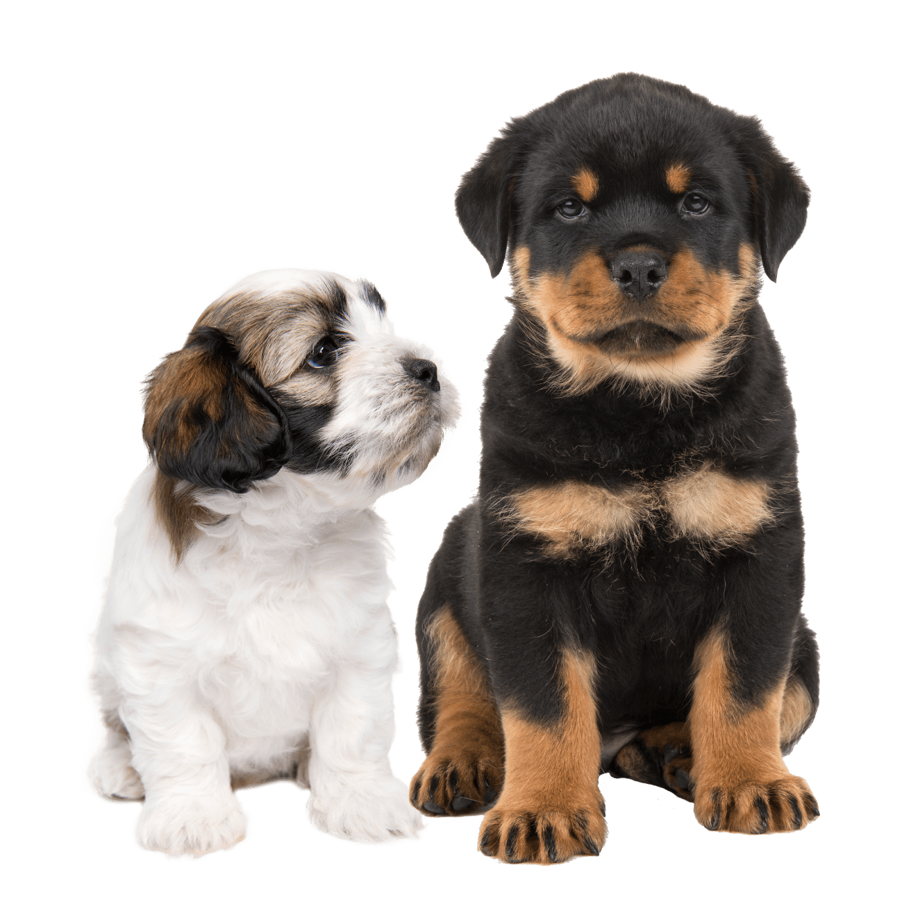 Our commitment to pets and pet parents