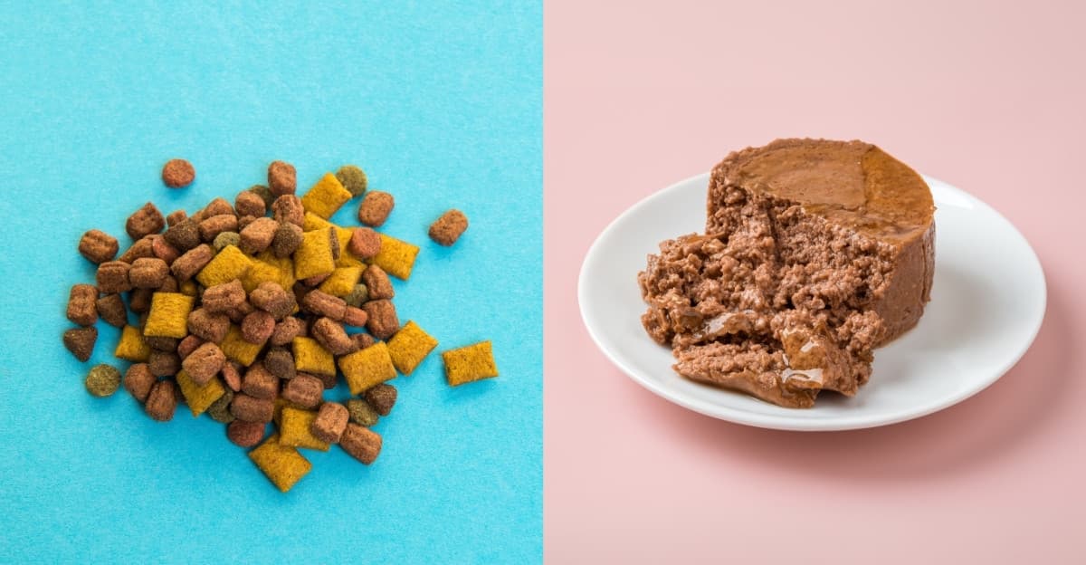 Wet Cat Food vs. Dry Cat Food: What’s Right for Your Cat’s Diet?