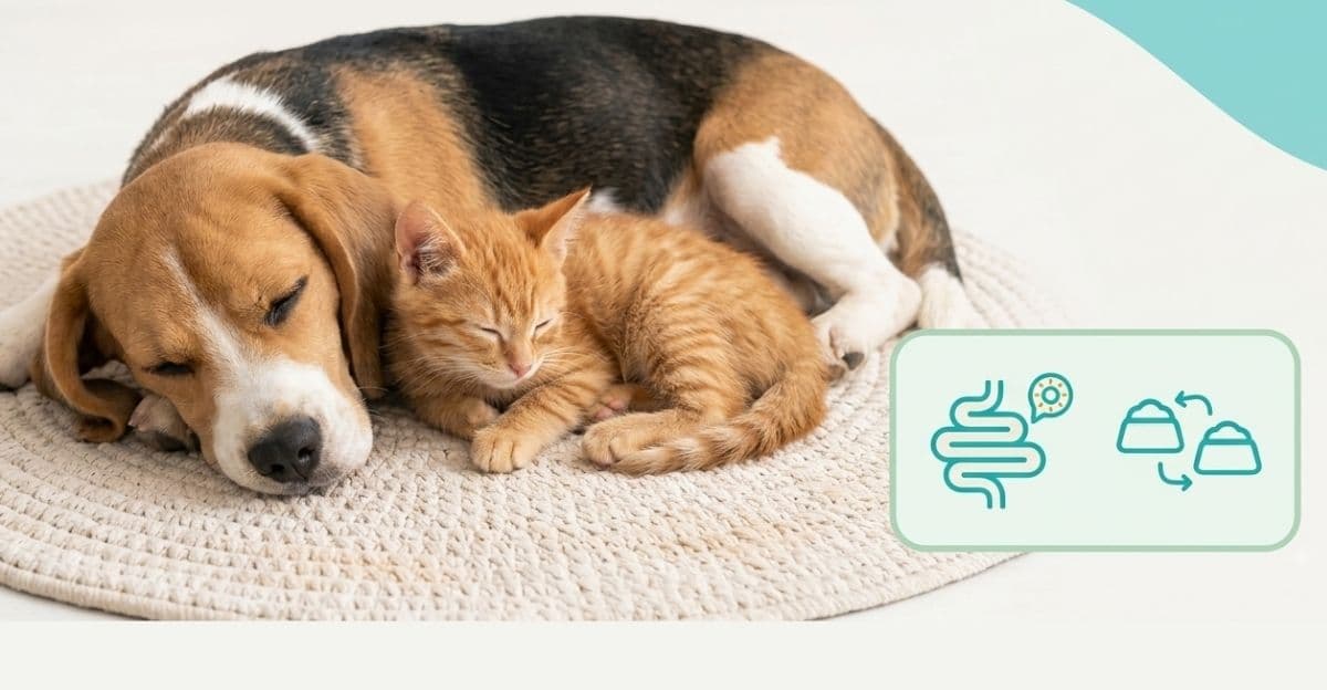 Understanding the Root Cause of Sensitive Stomach & Loose Stools in Pet