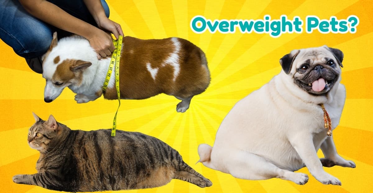 Worried About Your Pet’s Weight? Spot the Signs of Weight Gain in Dogs & Cats
