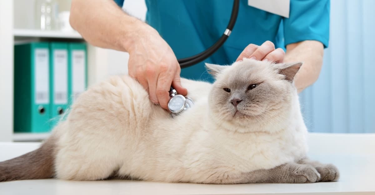 Why Does My Pet Gain Weight After Spaying?