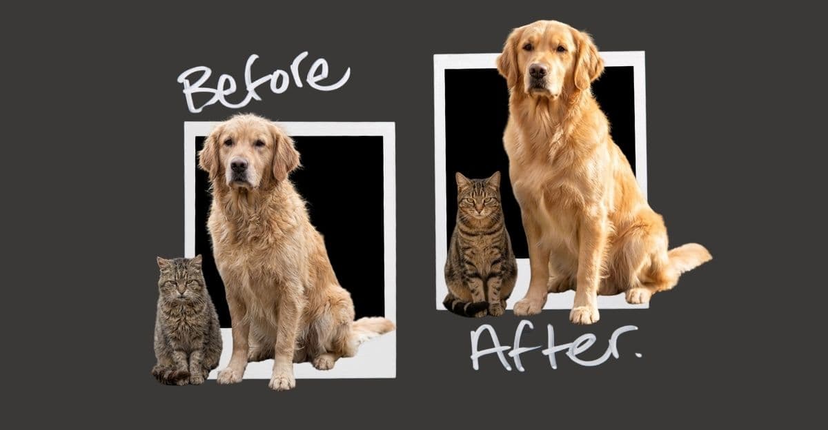 Week 4 Coat Check: Visible Improvement in Dull Fur & Dry Skin with Omega-3 Support