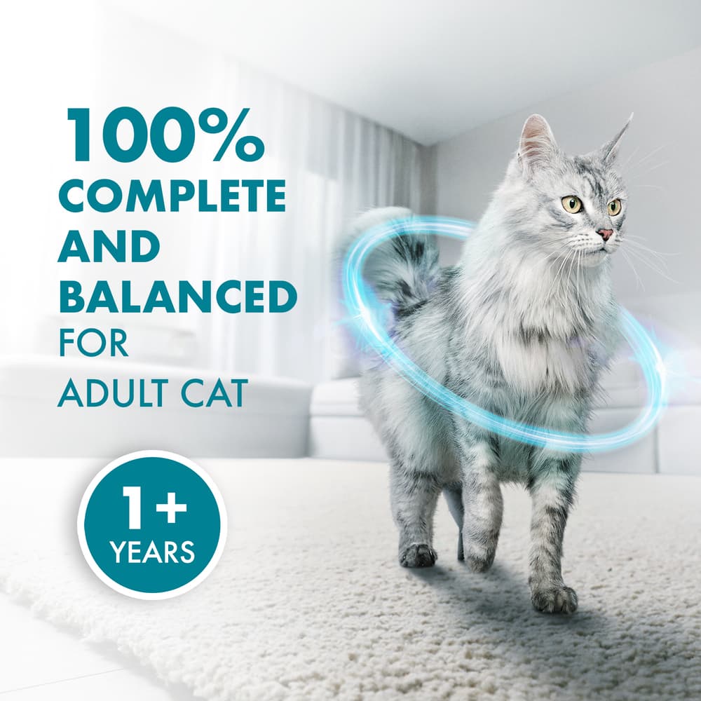 PURINA ONE Cat 380g Indoor Advantage Chicken Dry Cat Food image 5