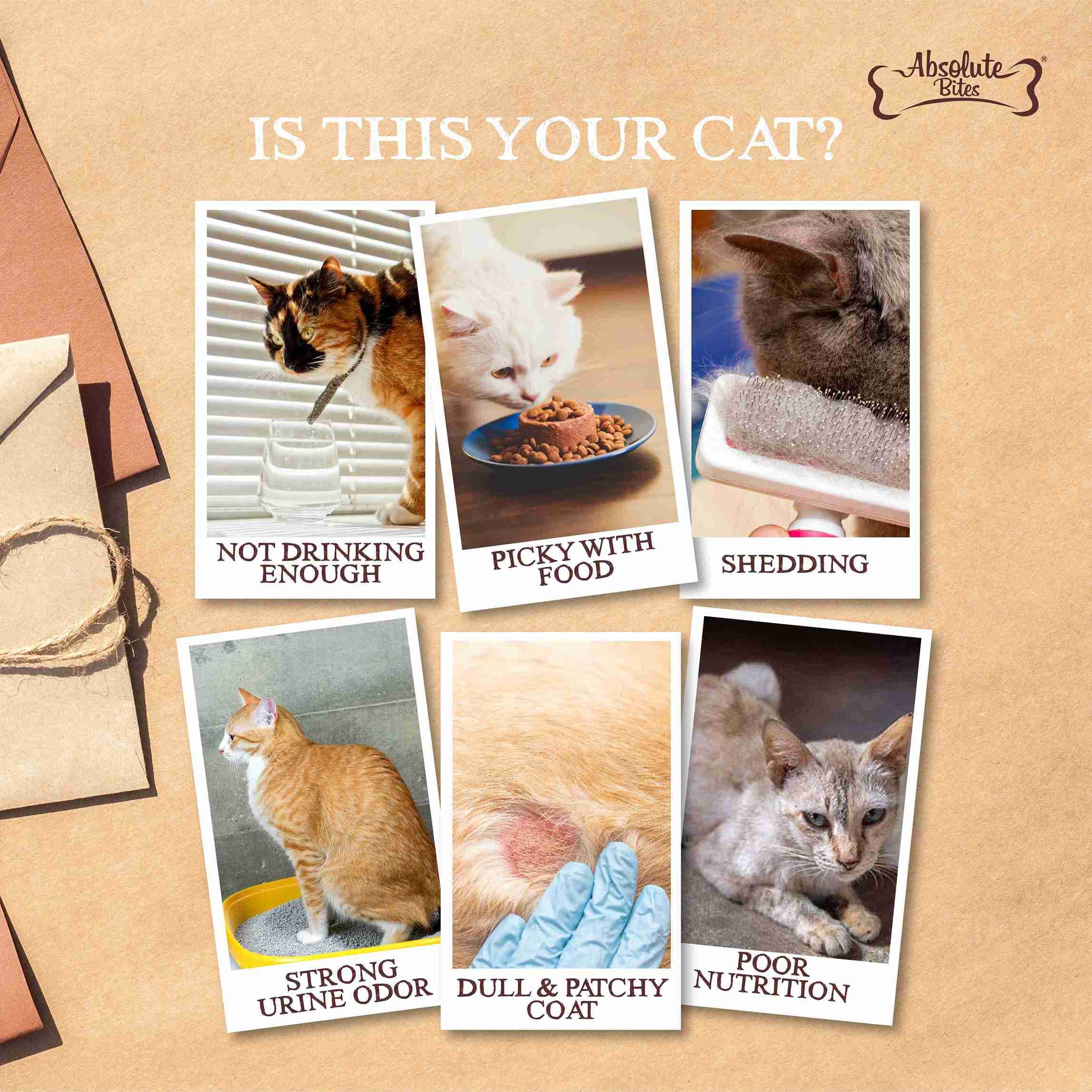 Absolute Bites Wild Age Cat 80g Complete & Balanced Diet Chicken Canned Wet Cat Food image 5