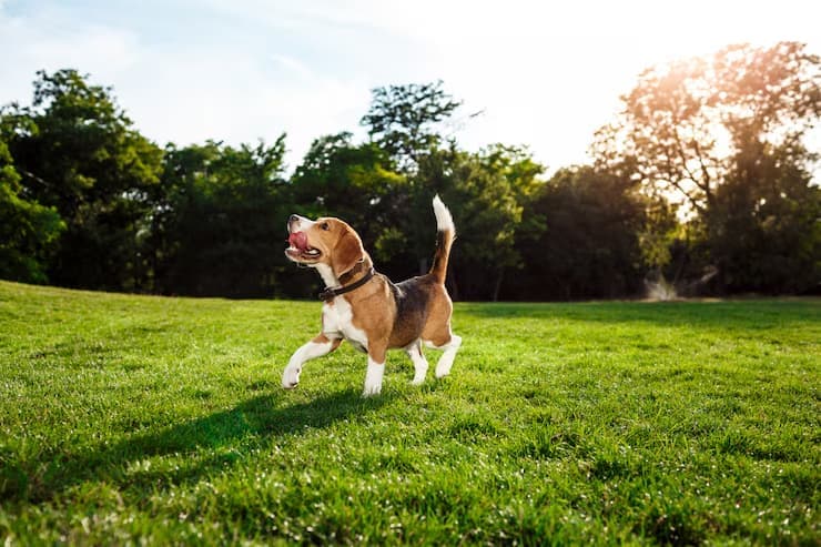 6 Hypoallergenic Dog Breeds in Singapore & Common Allergens
