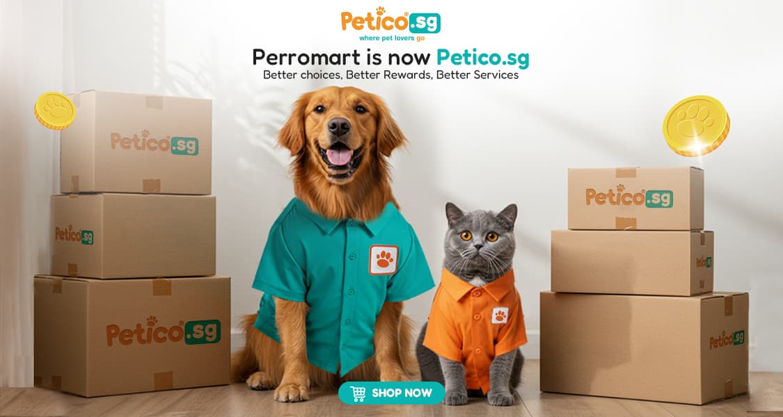 Perromart Singapore Rebrands as Petico: A Fresh Chapter Begins for Pet Parents