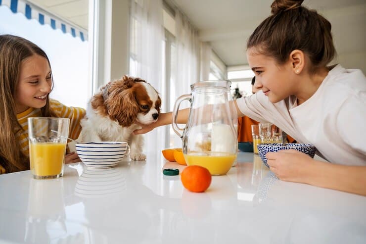 What Fruits Are Safe For Dogs To Eat? A Complete Guide For Dog Owners