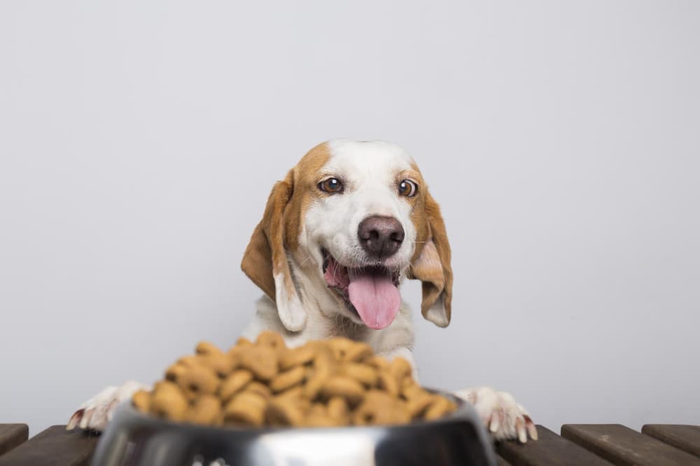 How to Choose the Right Dog Food in Singapore’s Humid Environment