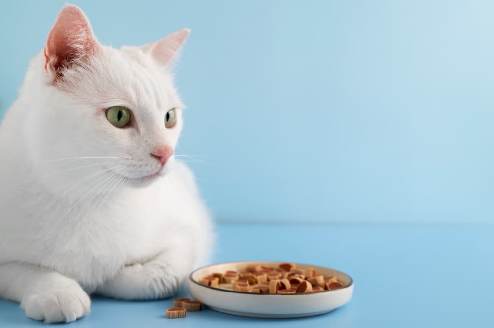 Dry Cat Food vs Wet Cat Food: Nutritional Need, How to Store & Feeding Tips