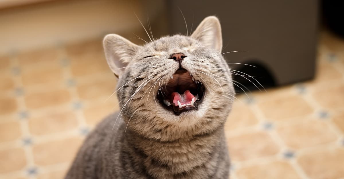 Sleepless Nights with a Meowing Cat? Try These Tips