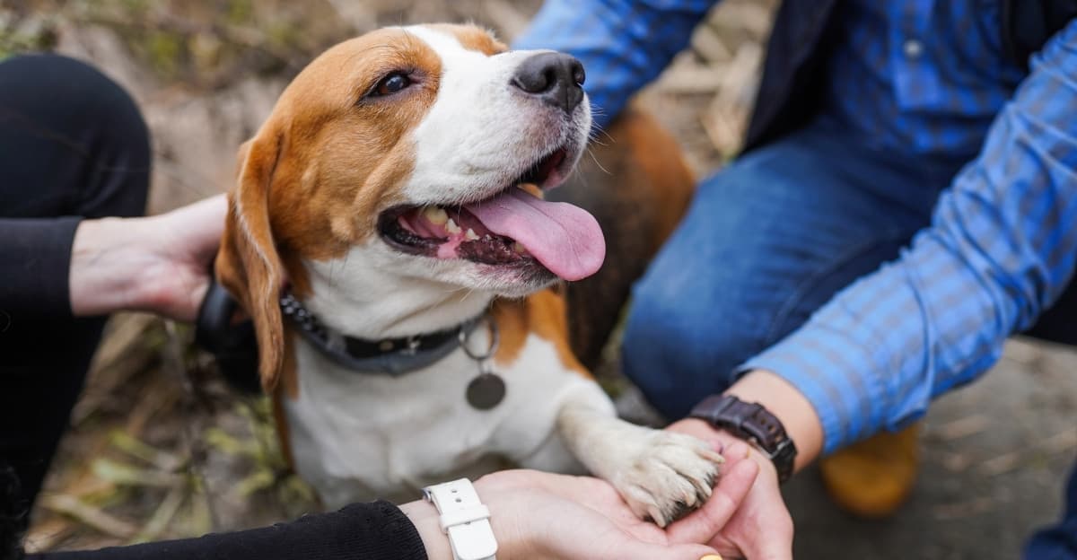 Top 10 Things Every Dog Owner Needs to Know: Nutrition, Care, and More