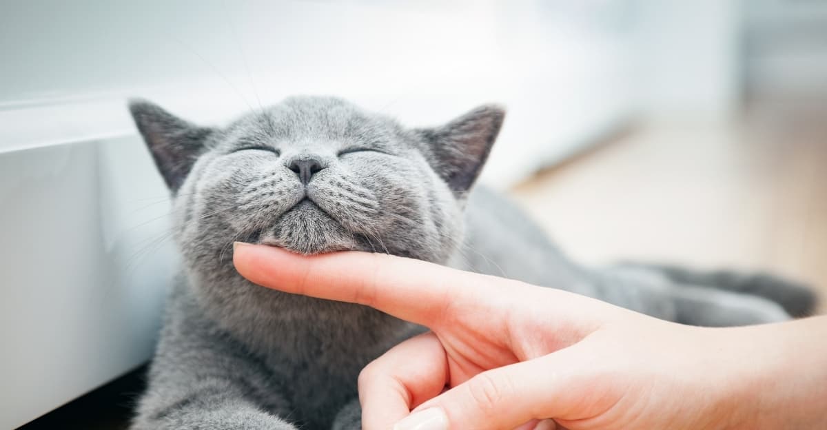 What Is Your Cat Really Thinking? A Peek Inside the Feline Mind