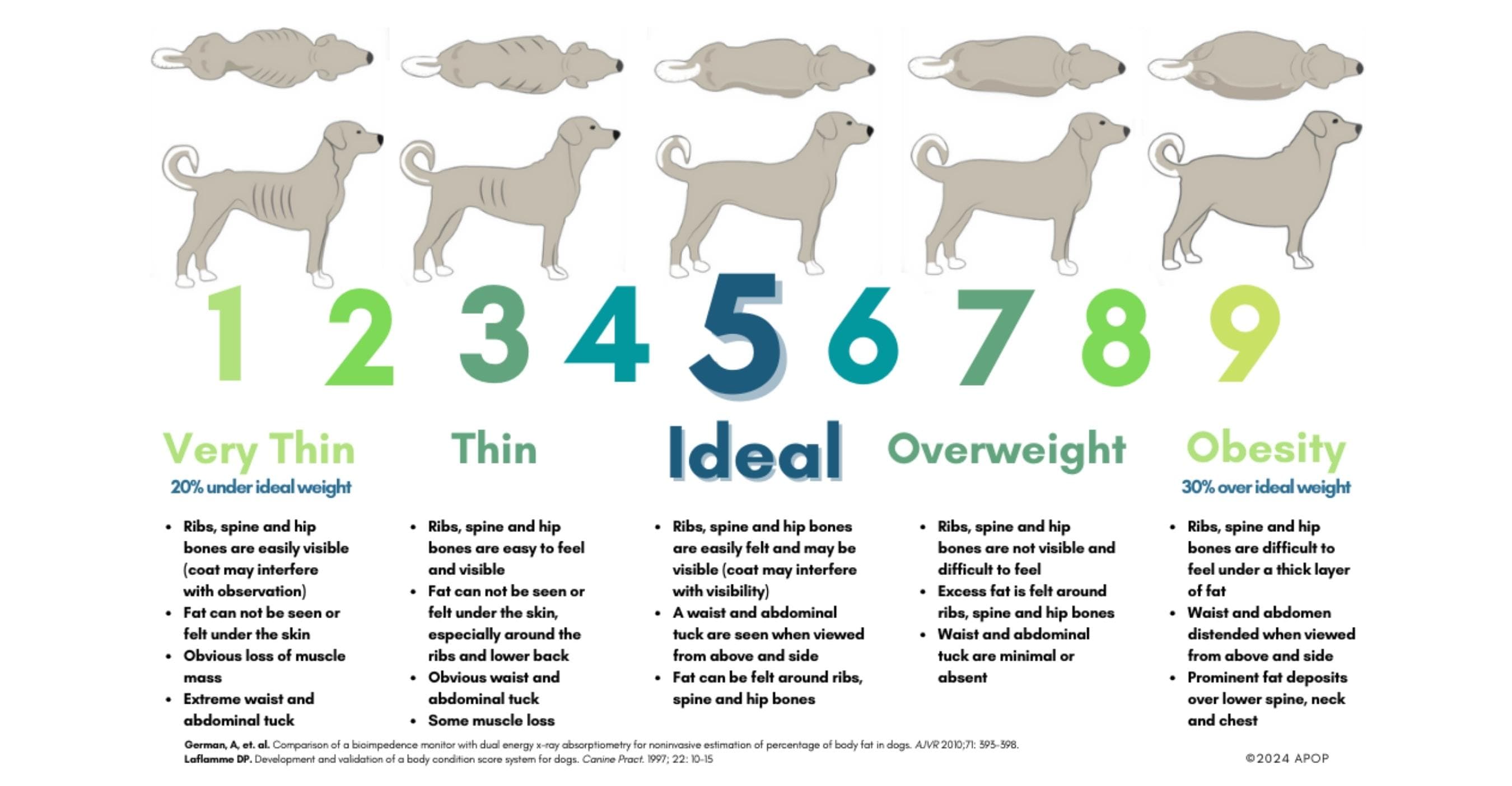 Finding the Right Balance: From Skinny Pups to Chubby Companions