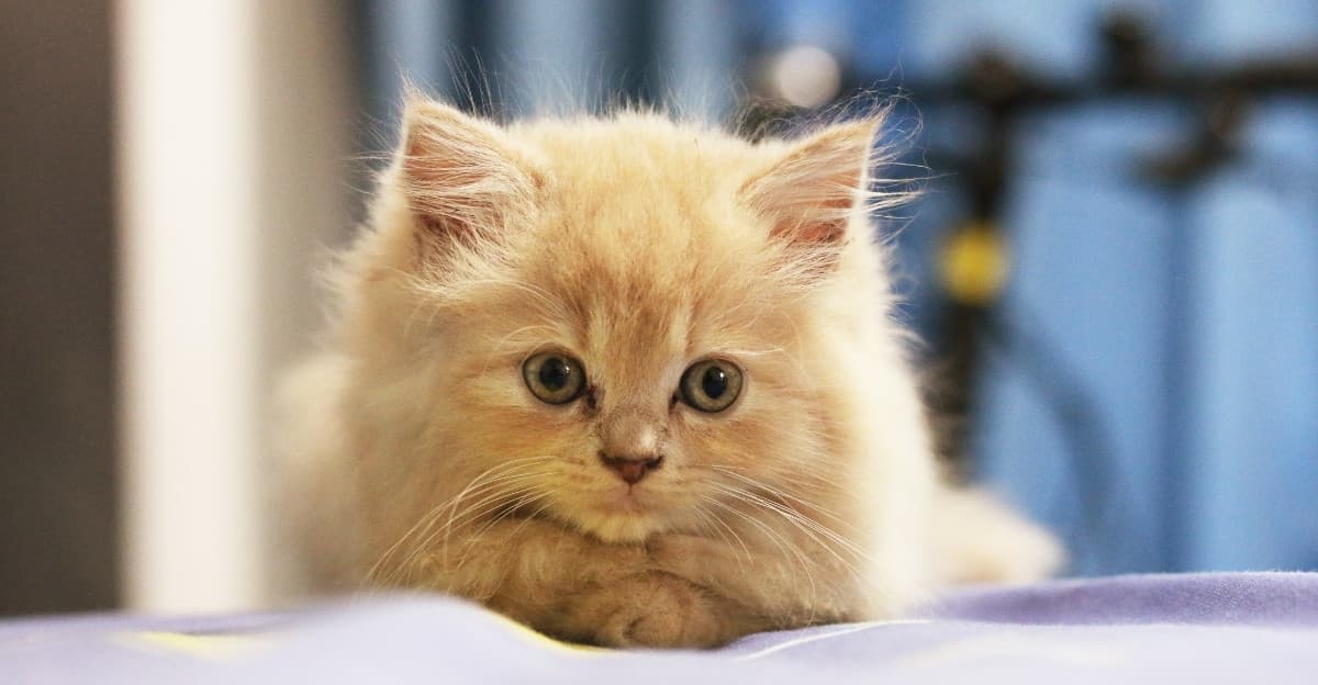 Is Your Cat Really Happy? Signs You Might Be Missing