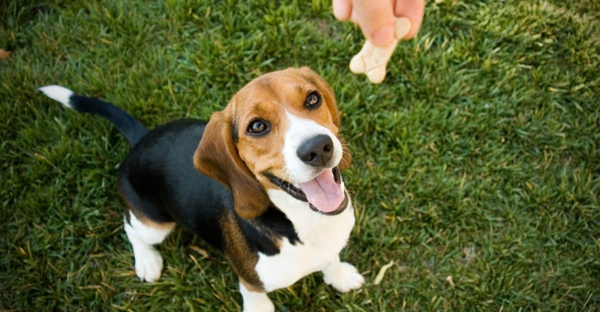Homemade vs Store-Bought Treats: What’s Best for Your Dog?