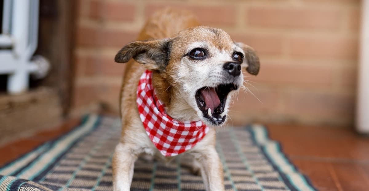 Separation Anxiety in Dogs and What You Can Do