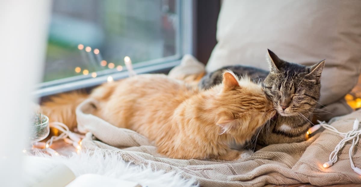 Do Cats Really Get Along in Multi-Cat Homes?