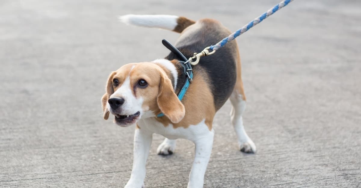 Barking Nonstop? Here's Why and How to Help Your Dog Chill