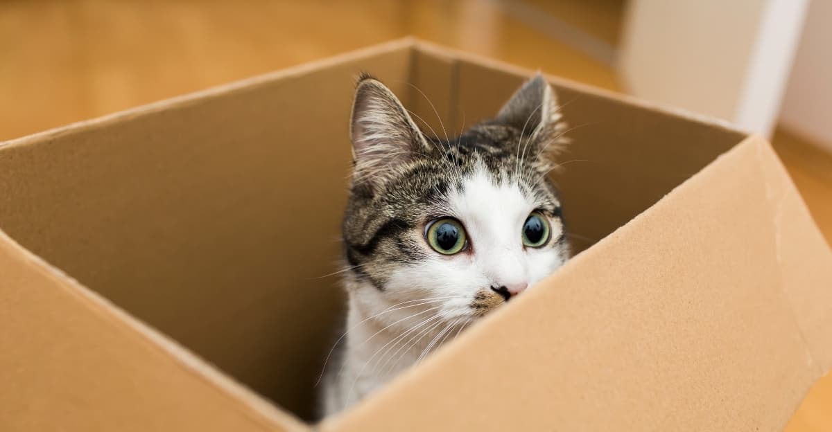 Why Cats Hide in Boxes, Bags and the Smallest Spaces
