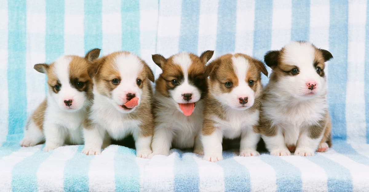 Bringing Home Your New Puppy: Now What?