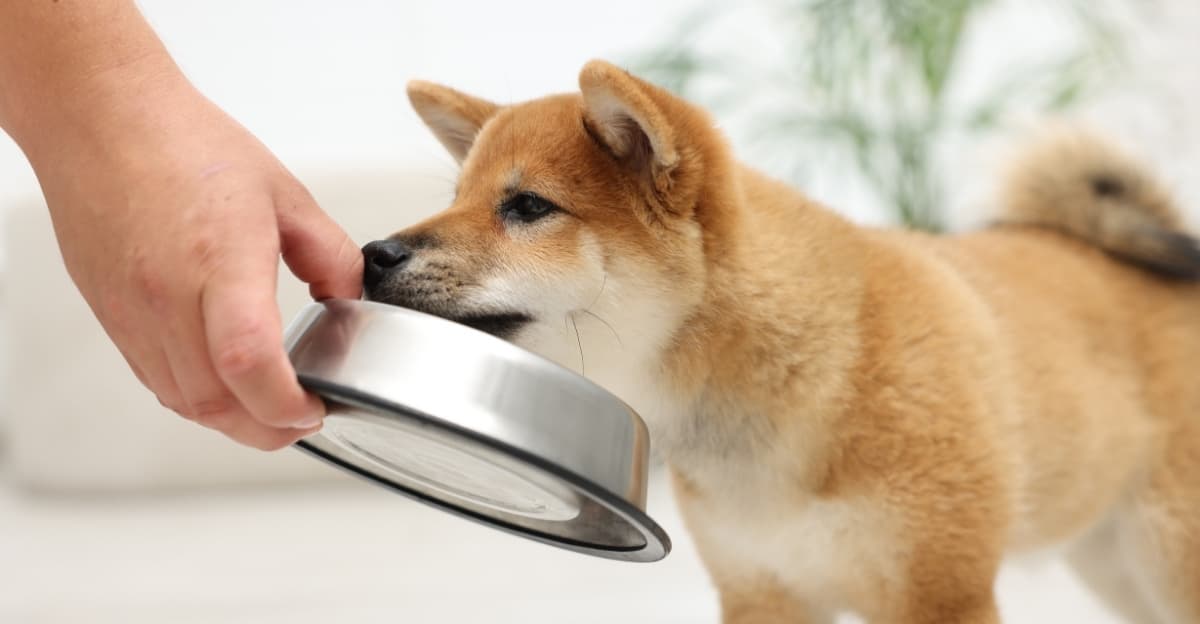 Complete Puppy Feeding FAQ: A Guide for New Pet Parents