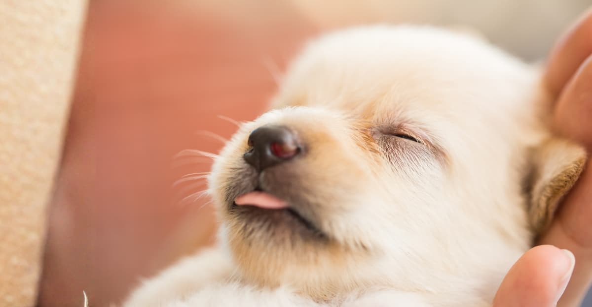 6 Mistakes New Puppy Parents Make (And How to Avoid Them)
