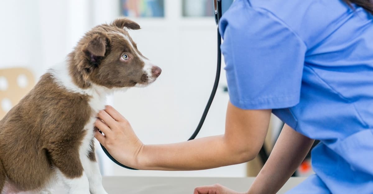 The Complete Puppy Health Guide: Vaccinations, Vet Visits, Deworming & Outdoor Safety