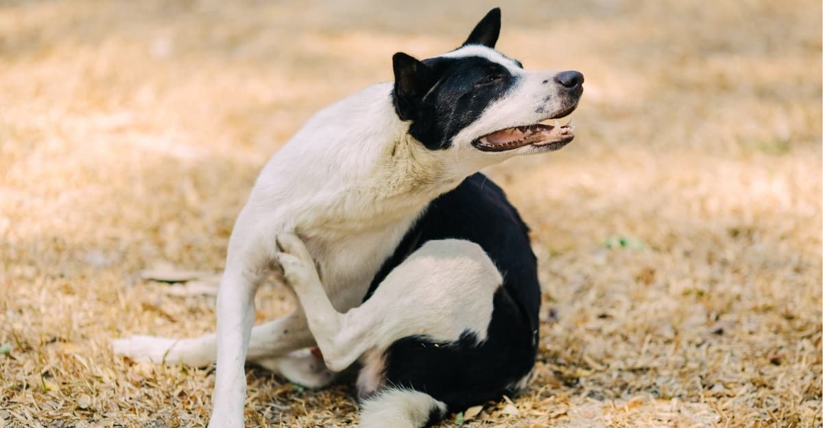 Why Does My Pet's Fur Look Dull? The Missing Nutrient Most Cats & Dogs Need
