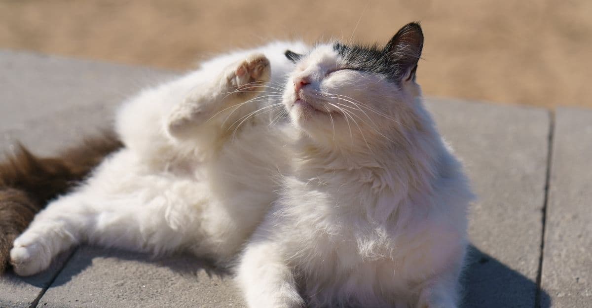 Why Is My Dog or Cat Constantly Scratching Even Without Fleas? 5 Possible Causes