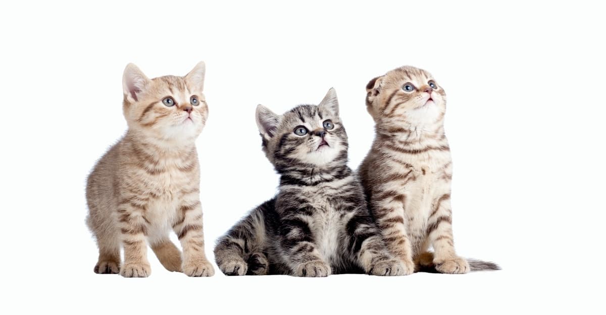 First-Time Kitten Parent? Here's Everything You Need to Know