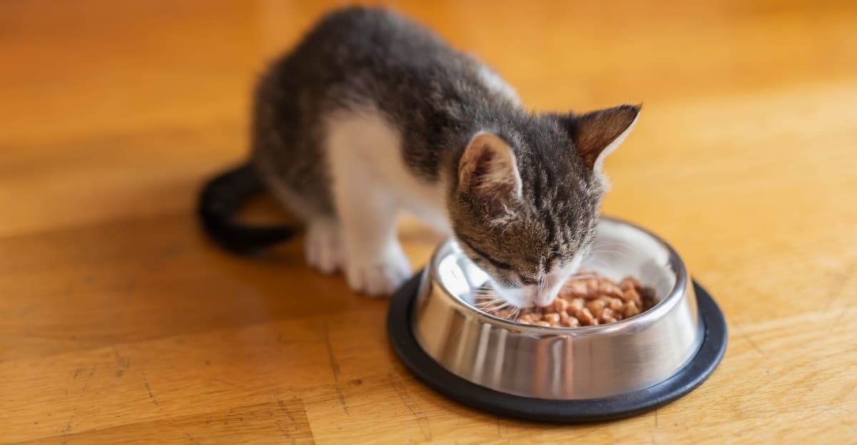 Feeding Your Kitten: A Month-by-Month Guide for New Cat Parents