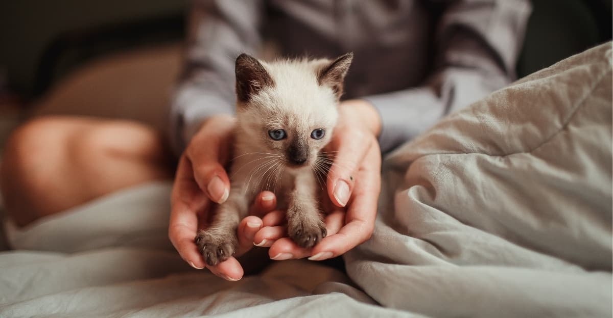 Your New Kitten's First Weeks: Mistakes to Avoid