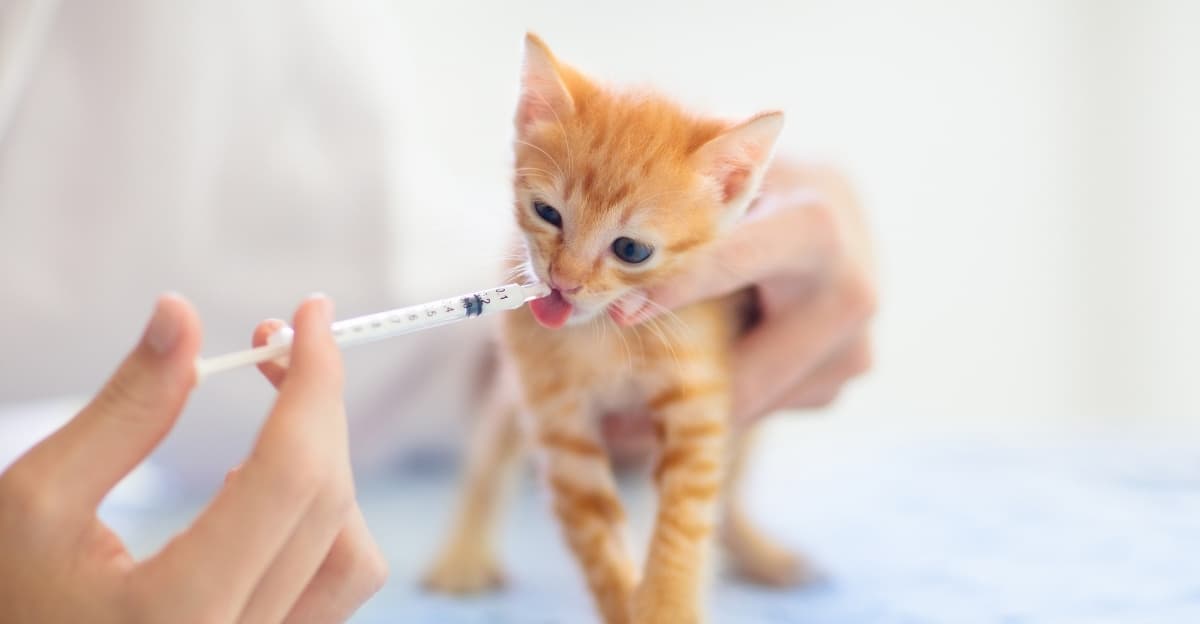 Keeping Your Kitten Healthy: A Guide to Care, Wellness & Early Prevention