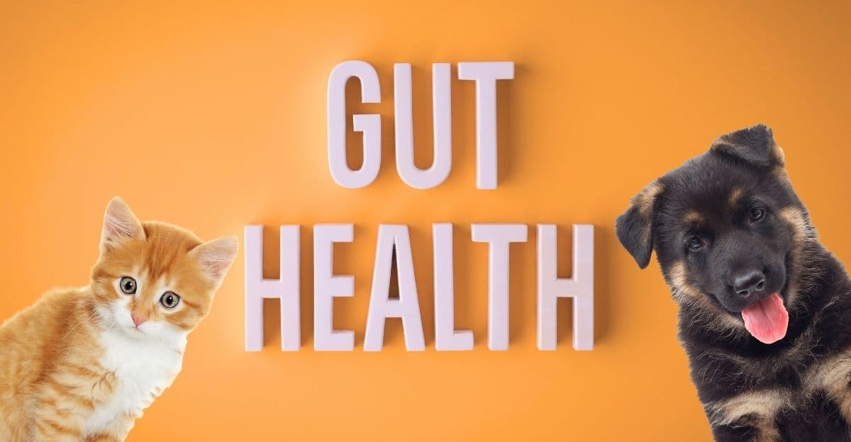 The Complete Gut Health Solution: A Gentle Recovery Plan for Your Pets