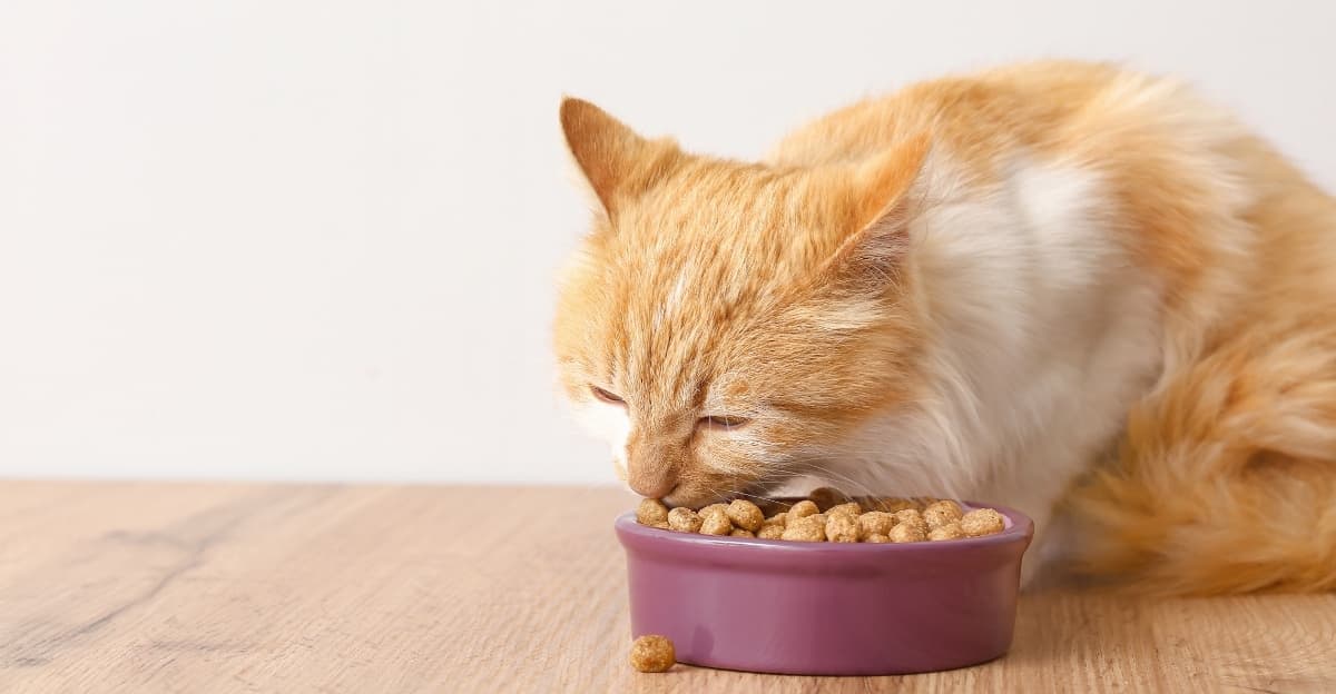 Why Indoor Cats on Dry-Only Diets May Face Urinary Health Risks