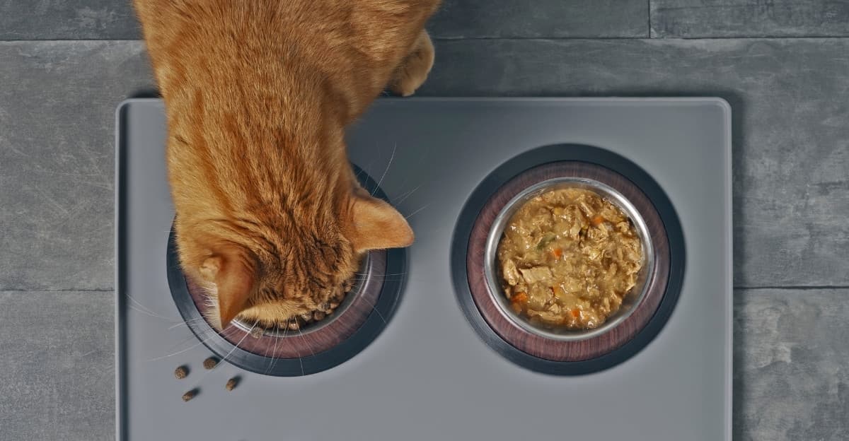 Better Diet, Proper Portions, and Smarter Treats: Supporting Your Cat's Urinary Health
