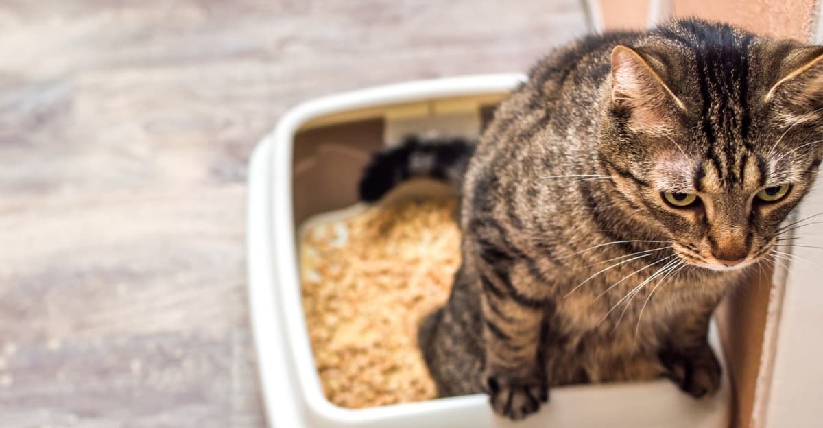Cat Straining to Pee? Wet Food vs Dry Food: The Urinary Health Case
